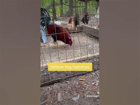 IDENTIFYING THE PROPER BROOD FOWL .